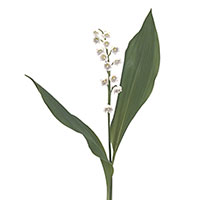 Lily of the Valley (Convallaria majalis)