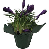 Crocus Indoors (Crocus hybrid)