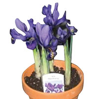 Iris Indoors (Iris species)