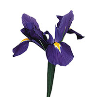 Iris (Iris species)