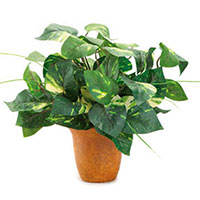 Golden Pothos, Devil's Ivy (Epipremnum aureum)