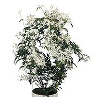 Jasminum Indoors (Jasminum polyanthum)