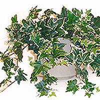 Our Care Guide for Indoor Common English Ivy (Hedera Helix)