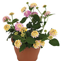 Lantana Indoors (Lantana camara)