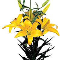 Lily (Asiatic) (Lilium hybrid)