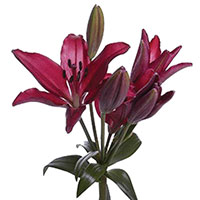 Lily (LA Hybrid) (Lilium hybrid)