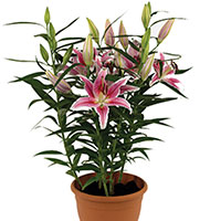 Oriental Lily 'Stargazer' (Lilium Hybrid)