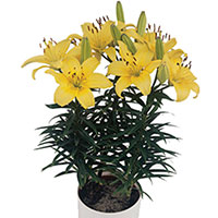 Lily (Asiatic) Indoors (Lilium Hybrid)