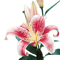 Lily (Oriental) (Lilium hybrid)