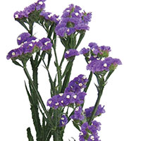 Statice (Limonium species)