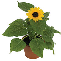 Sunflower Indoors (Helianthus annuus)