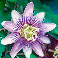 Passion Flower Indoor (Passiflora caerulea)