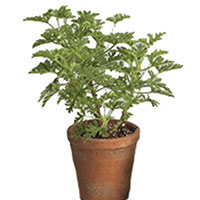 Citrosa (Pelargonium citrosum)