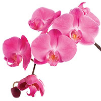 Phalaenopsis (Phalaenopsis species)