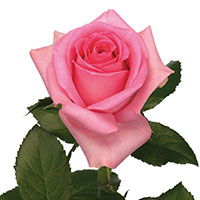 Tea Rose (Rosa hybrid)