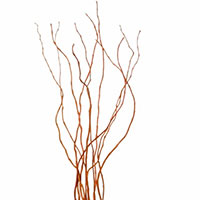 Curly Willow 'Tortuosa' (Salix matsudana)