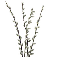 Pussy Willow (Salix caprea)