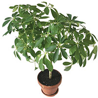 Schefflera (Schefflera actinophylla)