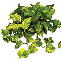 Pothos, Devil's Ivy (Scindapsus species)