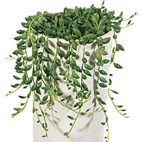 String of Pearls (Senecio rowleyanus)