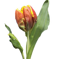 Parrot Tulip (Tulipa species)