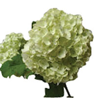 Snowball Viburnum (Viburnum opulus)