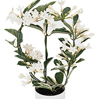 Stephanotis (Stephanotis floribunda)