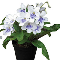 Streptocarpus (Streptocarpus annuus)