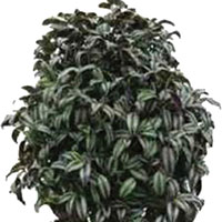 Wandering Jew (Tradescantia fluminensis)