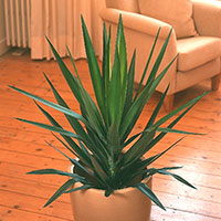 Yucca Indoors (Yucca elephantipes)