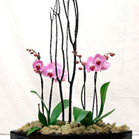 Phalaenopsis (mini) Orchids (Phalaenopsis species)