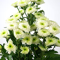 Chrysanthemum (Ball) (Chrysanthemum morifolium)