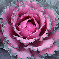 Cabbage Ornamental Indoors (Brassica oleracea)