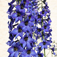 Larkspur (Delphinium species)