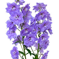 Delphinium (Delphinium species)