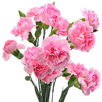 Dianthus (Dianthus species)