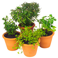 Potted Herbs