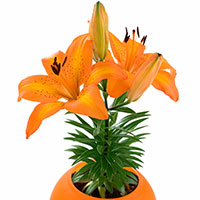 Lily (Pixie) Indoors (Lilium hybrid)