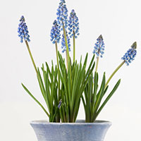 Muscari (Muscari armeniacum)