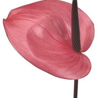 Anthurium (Anthurium species)