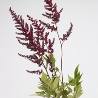 Astilbe (Astilbe species)