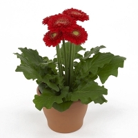 Gerbera (Large) (Gerbera jamesonii)