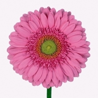 Gerbera (Mini) (Gerbera jamesonii)